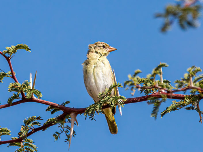 Southern masked weaver