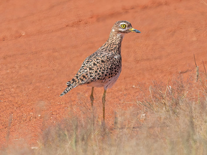 Spotted thick-knee