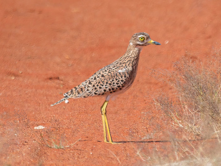 Spotted thick-knee