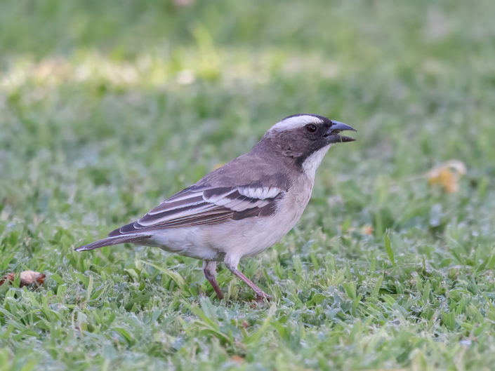 White-browed sparrow-weaver