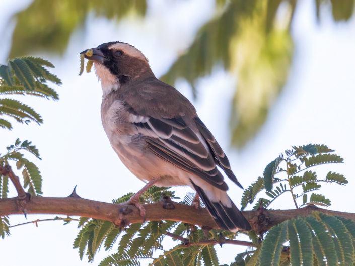 White-browed sparrow-weaver