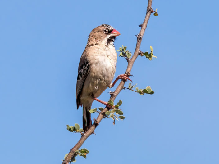 Scaly-feathered weaver