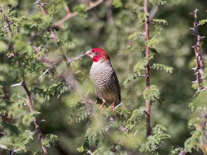 Red-headed finch