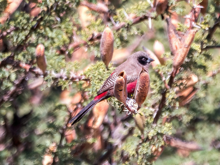 Black-faced waxbill