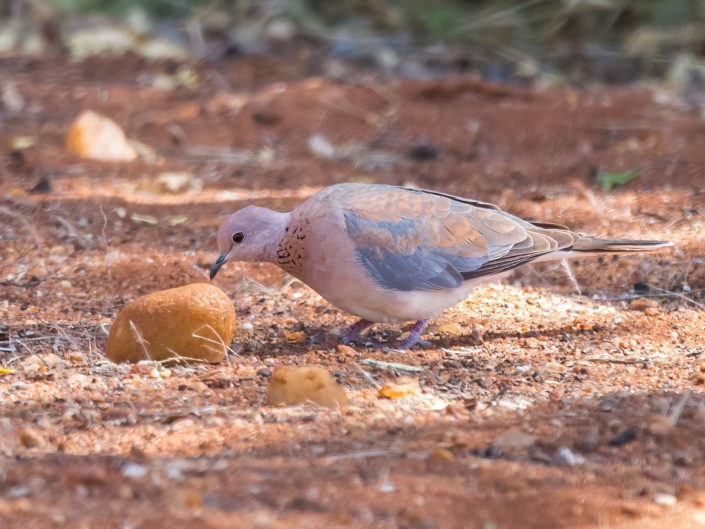 Laughing dove