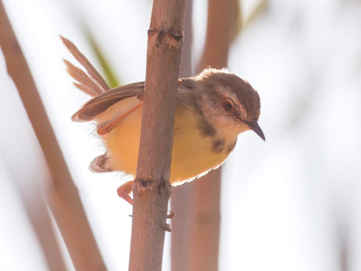 Black-chested prinia