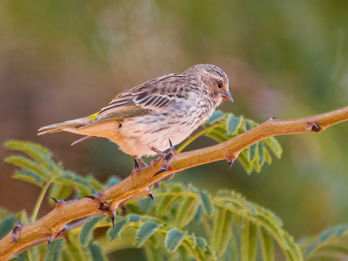 Black-throated canary