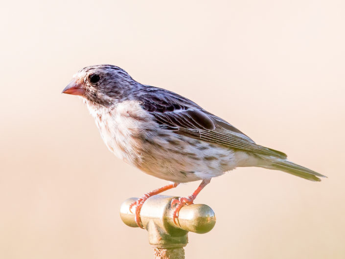 Red-billed quelea