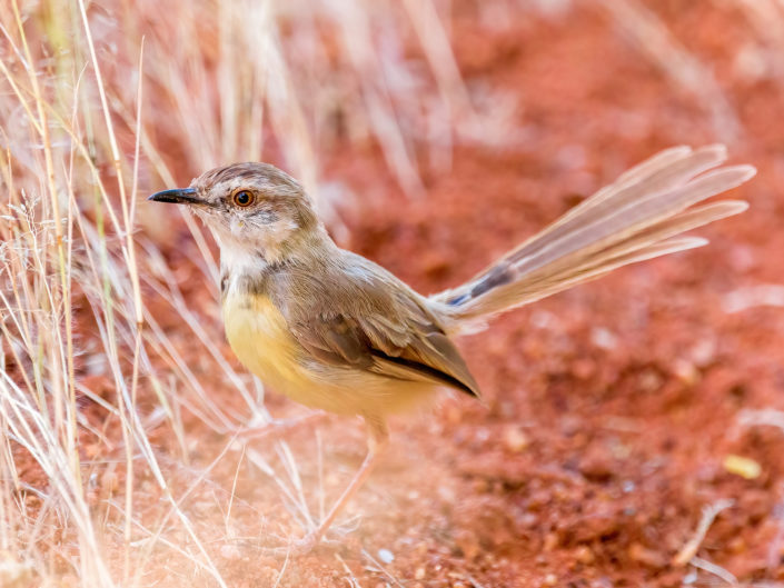 Black-chested prinia