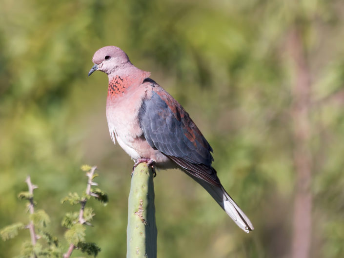 Laughing dove