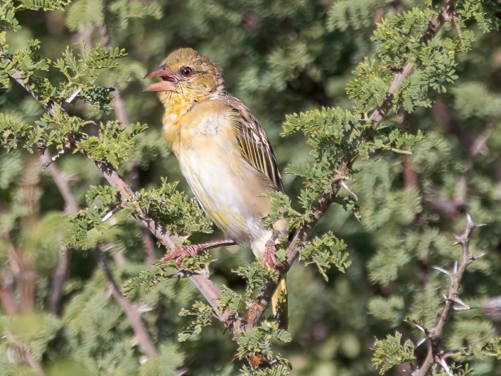 Southern masked weaver