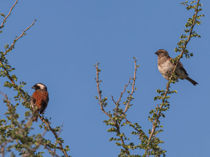 Cape sparrows