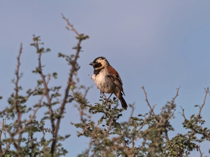Male cape sparrow