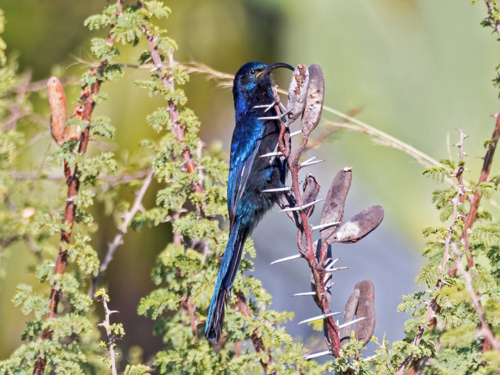 Common scimitarbill