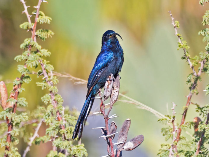 Common scimitarbill