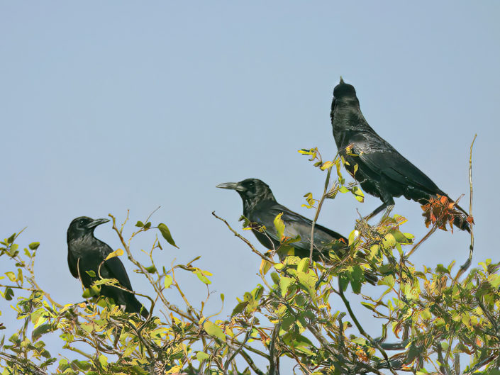 Cape crow