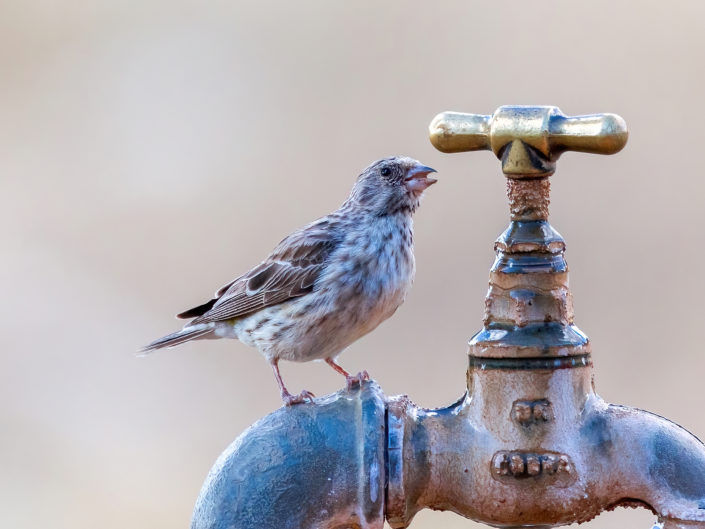 Black-throated canary