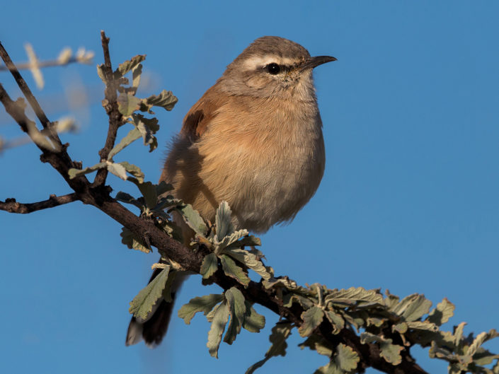 Kalahari scrub robin