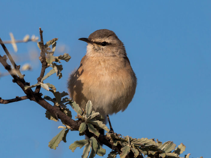 Kalahari scrub robin