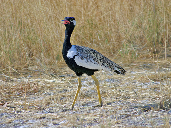 Southern black korhaan