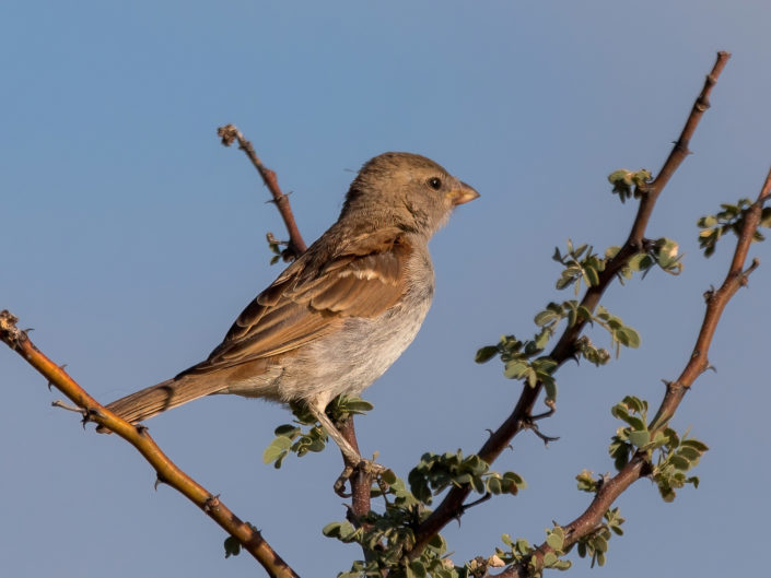 Southern grey-headed sparrow