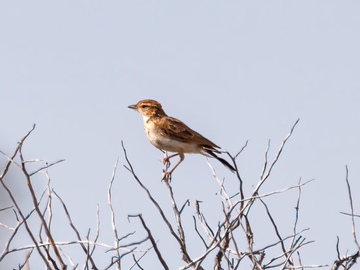 Fawn-coloured lark
