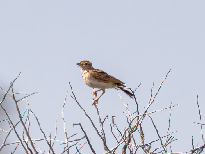 Fawn-coloured lark