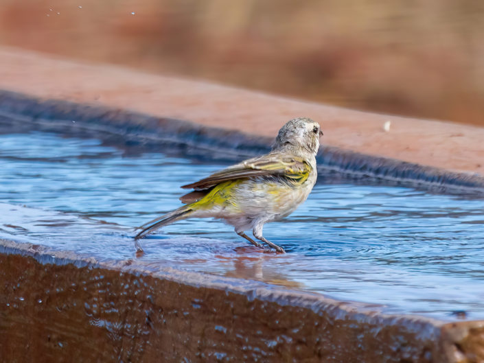 White-throated canary