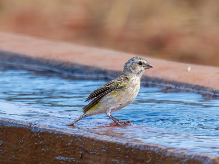 White-throated canary