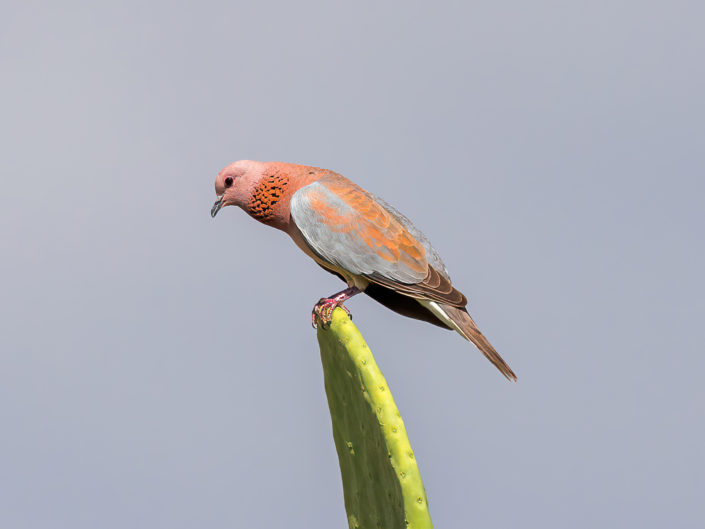 Laughing dove
