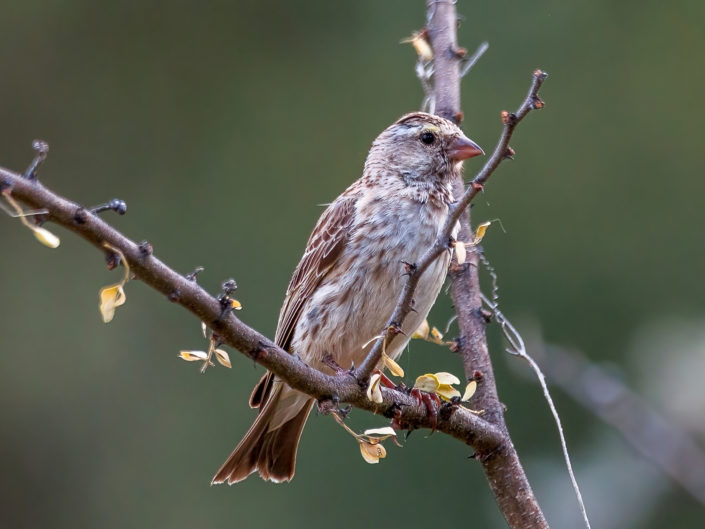 Black-throated canary