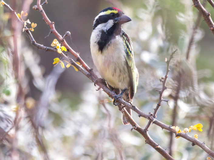 Acacia-pied barbet