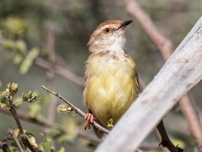 Black-chested prinia