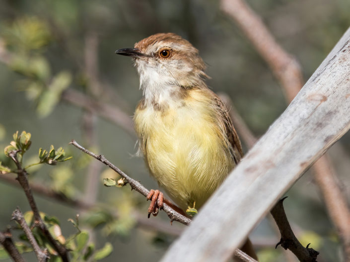 Black-chested prinia