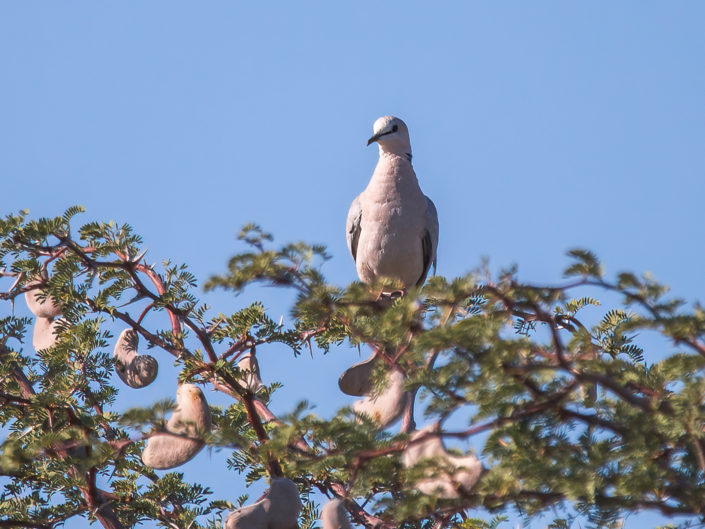 Ring-necked dove