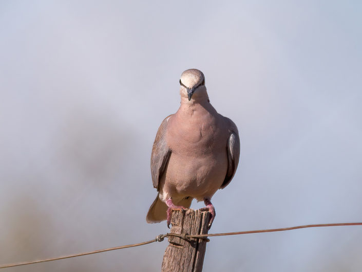 Ring-necked dove