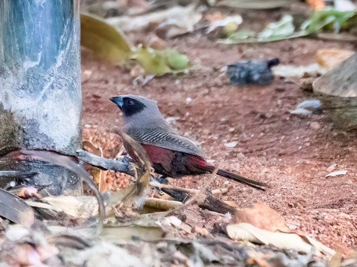 Black-faced waxbill