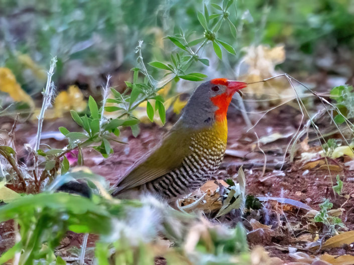 Green-winged pytilia