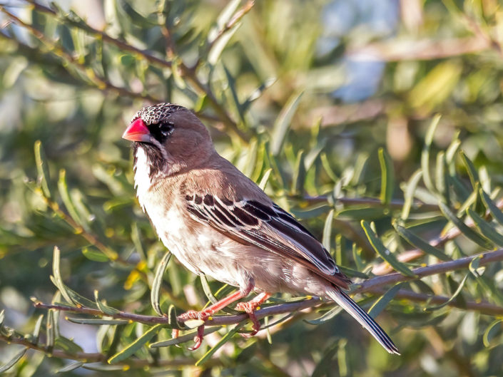 Scaly-feathered weaver