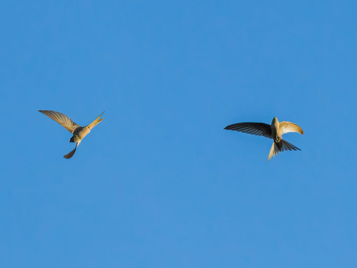 African palm swift