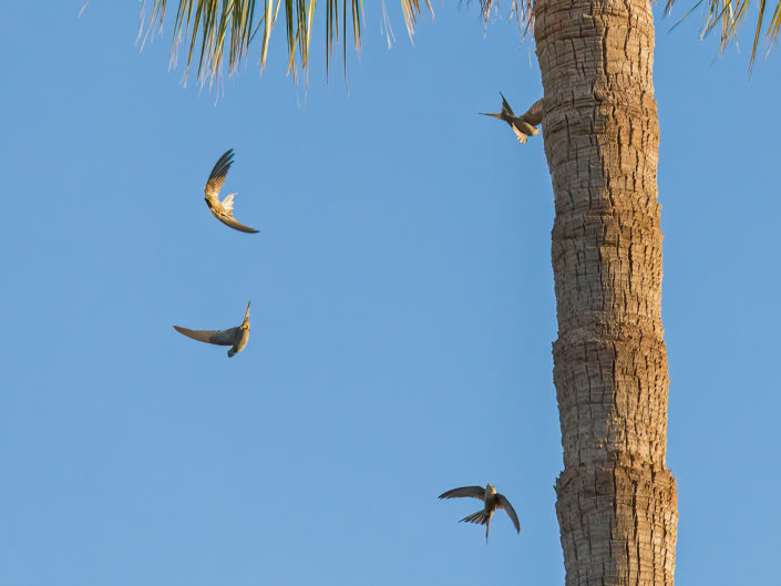 African palm swift