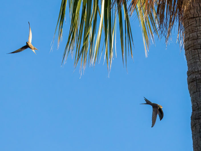 African palm swift
