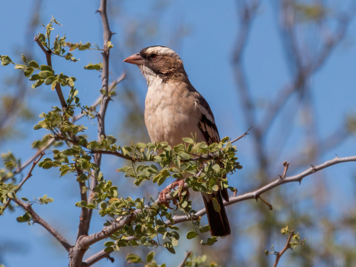 White-browed sparrow-weaver