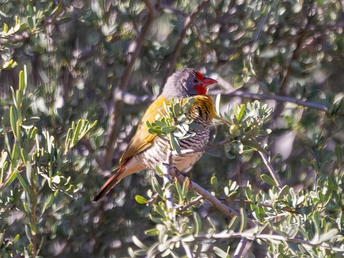Green-winged pytilia
