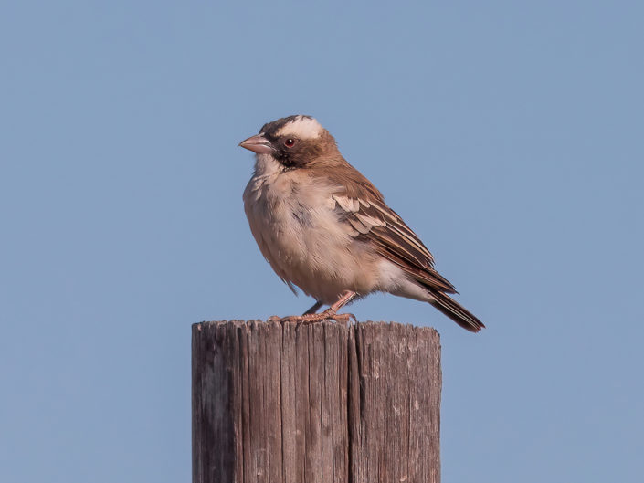 White-browed sparrow-weaver