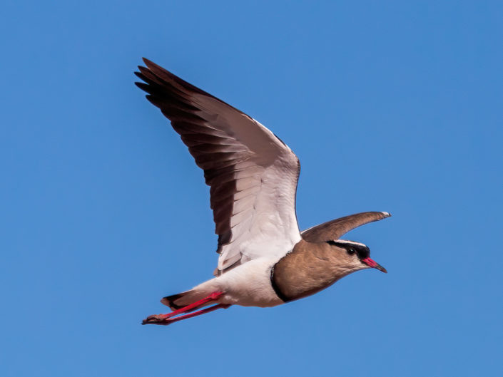 Crowned lapwing