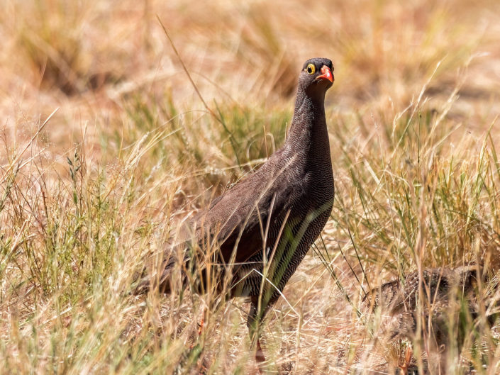 Red-billed spurfowl