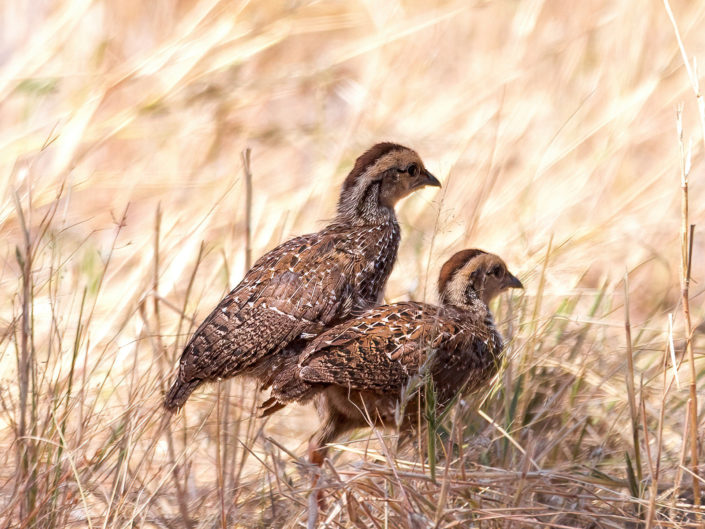 Red-billed spurfowl