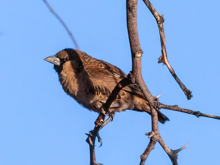 Sociable weaver