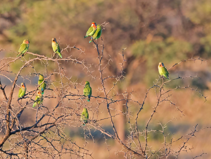 Rosy-faced lovebird